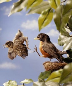 out of the nest