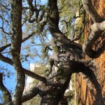 Illustration du profil de Shugana Williams